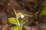 Large whorled pogonia